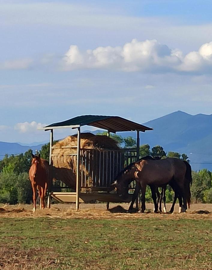 Podere Il Giurato Fauglia Zewnętrze zdjęcie